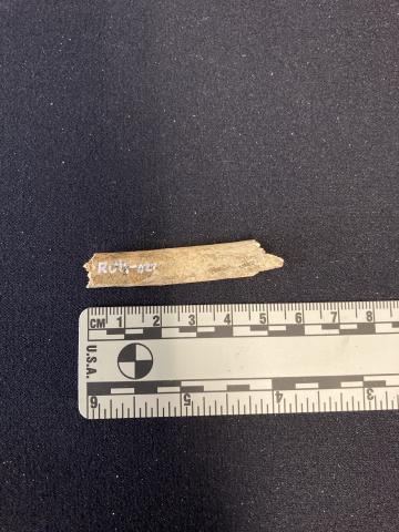 Bones from the original box recovered from the Arch Street cemetery site. Bones from Arch Street