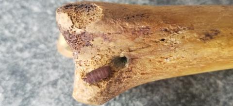 A fly pupae on a bone. Image taken by Emma Muller.